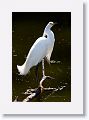 Snowy Egret on Alligator Alley trail