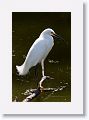Snowy Egret on Alligator Alley trail