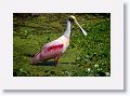 Roseate Spoonbill on Alligator Alley trail