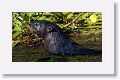 River Otter on Marsh Rabbit Run trail