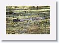 River Otter