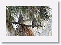 Barred Owls