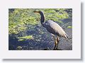 Tricolored Heron