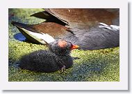 Common Gallinule with chick