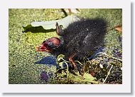 Common Gallinule chick