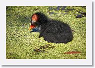 Common Gallinule chick