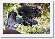 Common Gallinule with chick