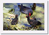 Common Gallinule with chicks