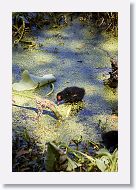 Common Gallinule chick