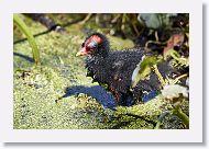 Common Gallinule chick