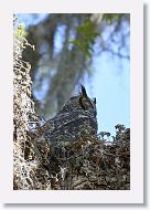 Great Horned Owl adult