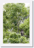 Great Horned Owl adult