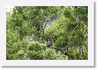 Great Horned Owl adult