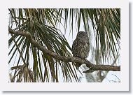 Barred Owl adult