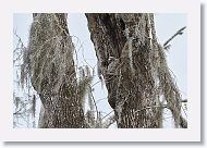 Barred Owl chick