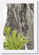 Barred Owl chick