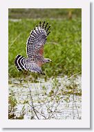 Red-shouldered Hawk