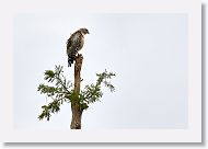 Red-shouldered Hawk