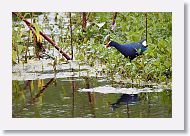Purple Gallinule