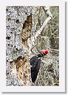 Pileated Woodpecker