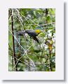 Yellow-headed Warbler