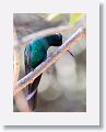 Cuban Emerald Hummingbird