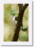 Cuban Tody