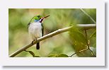 Cuban Tody