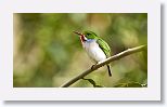 Cuban Tody