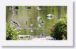 Black-necked Stilt