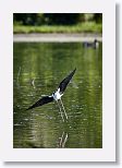 Black-necked Stilt