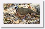 Blue-headed Quail-Dove