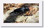 Tawny-shouldered Blackbird