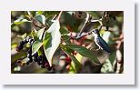 Bee Hummingbird
