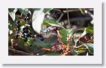 Bee Hummingbird