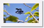 Bee Hummingbird