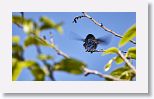 Bee Hummingbird