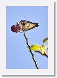 Bee Hummingbird