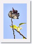 Bee Hummingbird