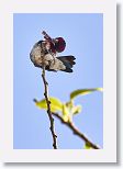 Bee Hummingbird
