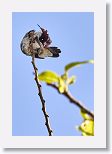 Bee Hummingbird