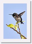 Bee Hummingbird