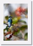 Bee Hummingbird