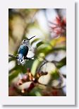 Bee Hummingbird