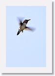 Bee Hummingbird