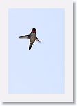 Bee Hummingbird