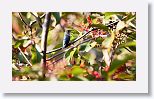 Bee Hummingbird