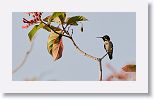 Bee Hummingbird
