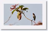 Bee Hummingbird