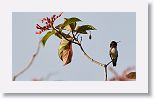 Bee Hummingbird
